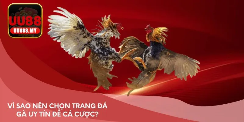 Vì sao nên chọn trang đá gà uy tín để cá cược?